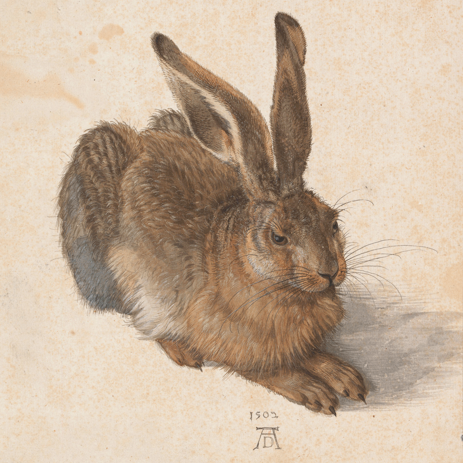 Albrecht Dürer Feldhase ArtJunk