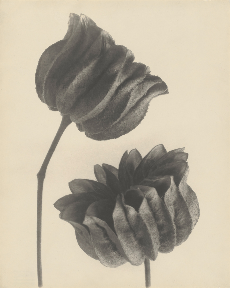 SK Stiftung Kultur Karl Blossfeldt ArtJunk