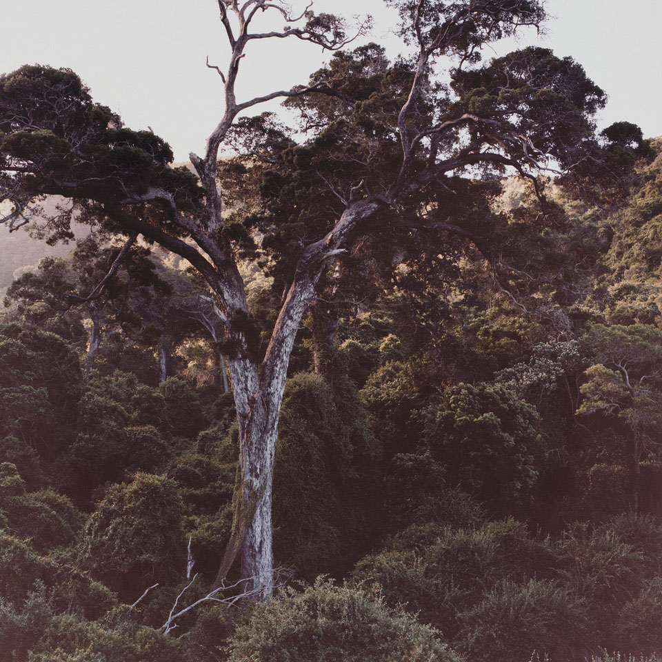 Cosar Natures Valley ArtJunk