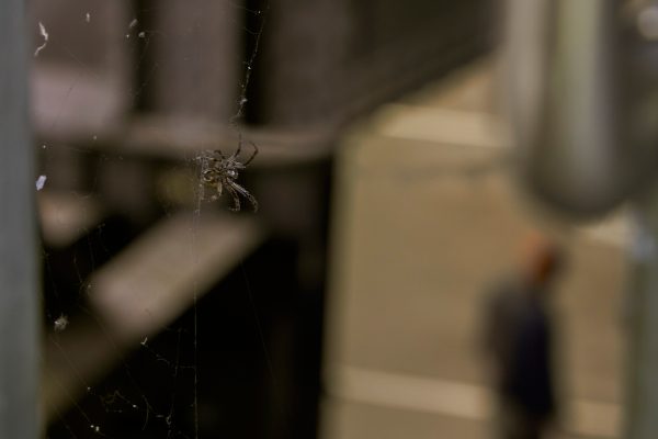 Westfälischer Kunstverein Rosa Aiello Pitt Wenninger ArtJunk