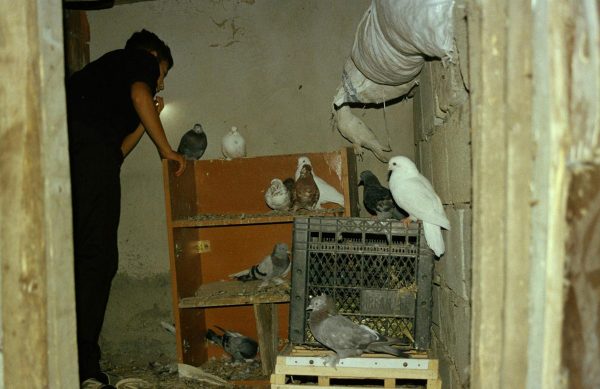 Westfälischer Kunstverein Rosa Aiello ArtJunk