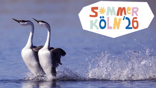 SK Stiftung Kultur Open Air Sommer Köln ArtJunk
